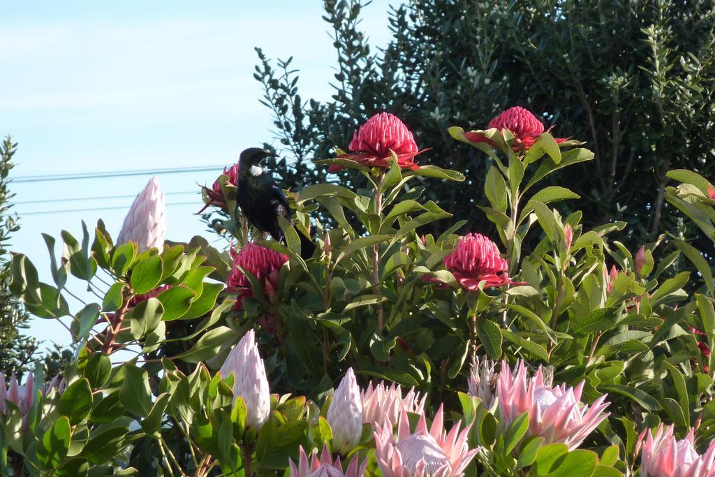 The Green House B&B Whitianga Exterior photo